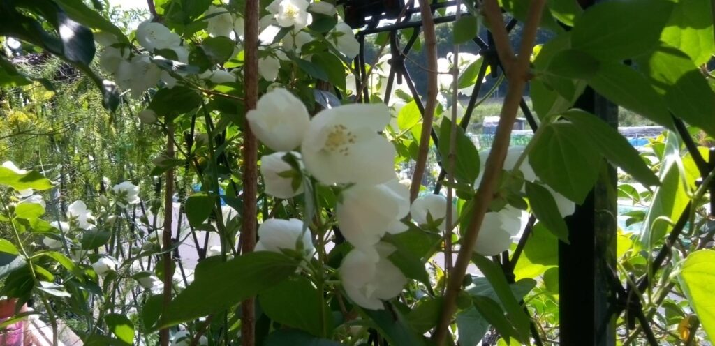 清楚な梅花ウツギ