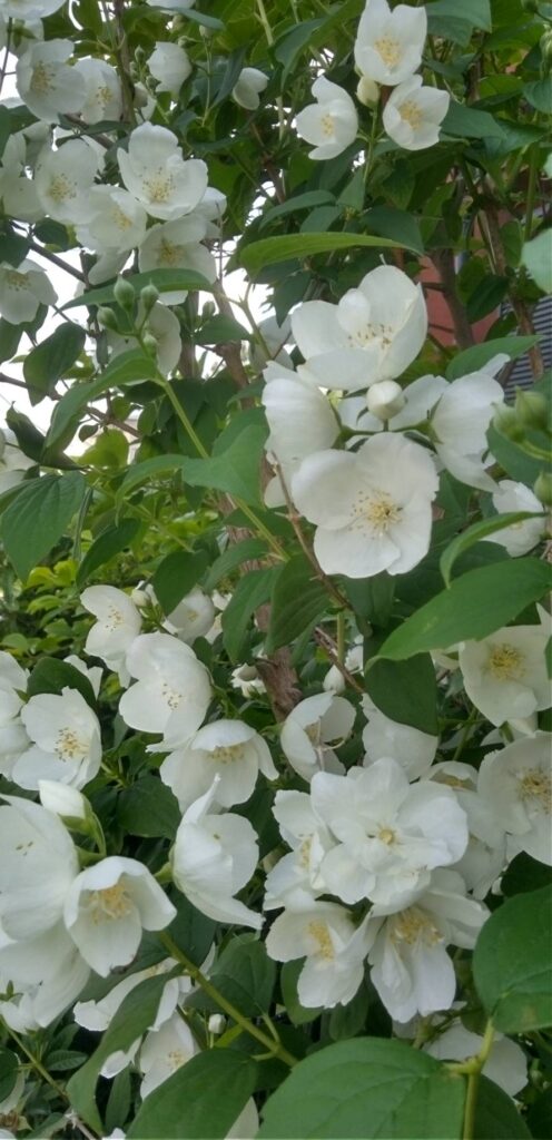 清楚な梅花ウツギ