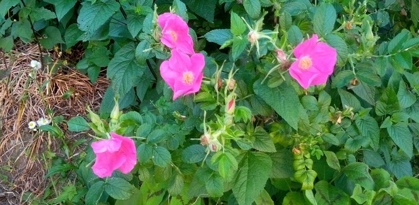 北海道産のハマナス