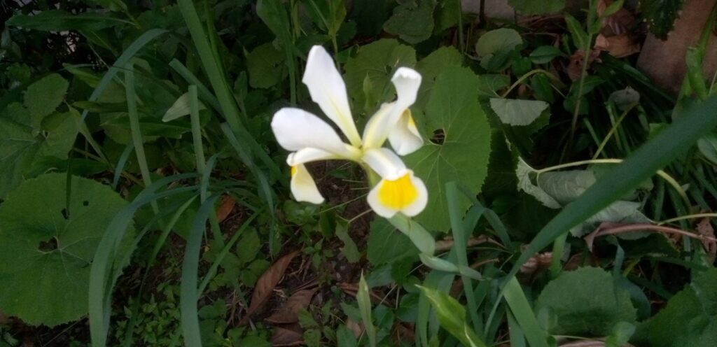 ダッチアイリスの花?