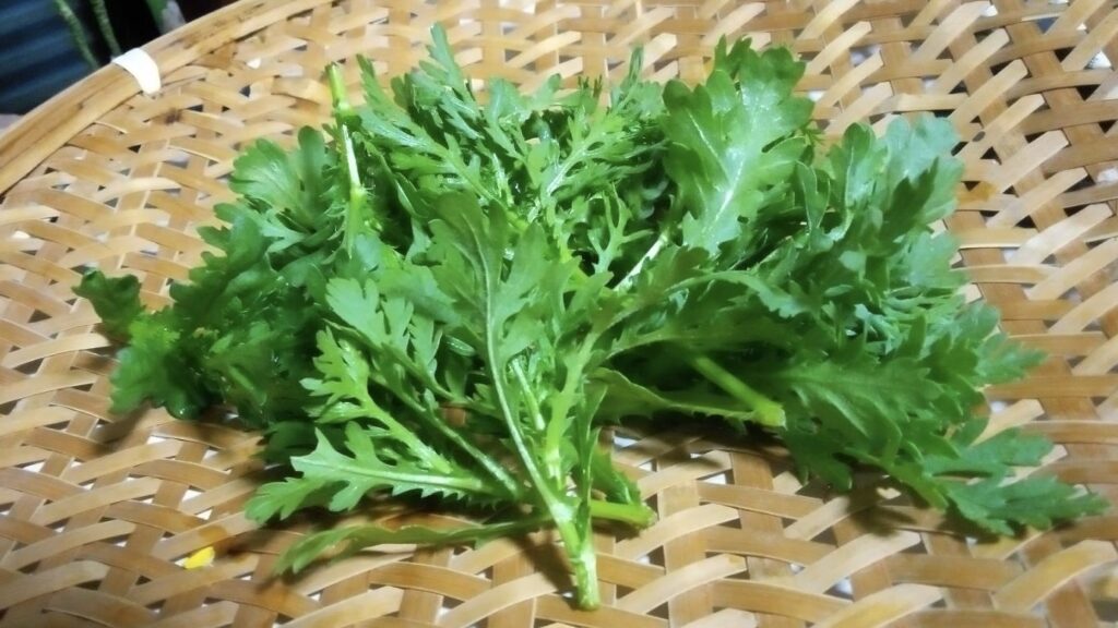 初採り・畑の春菊