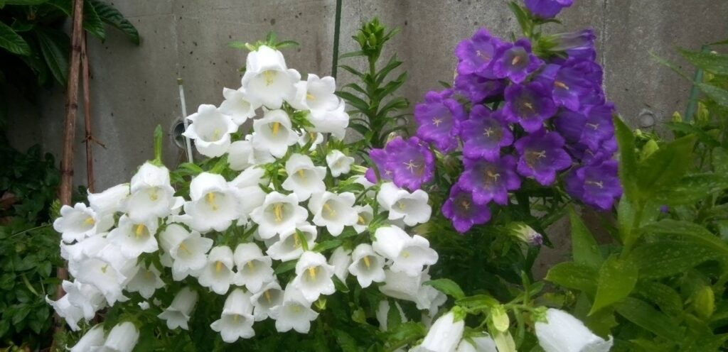 真っ白なつりがね草が満開です