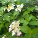 山紫陽花