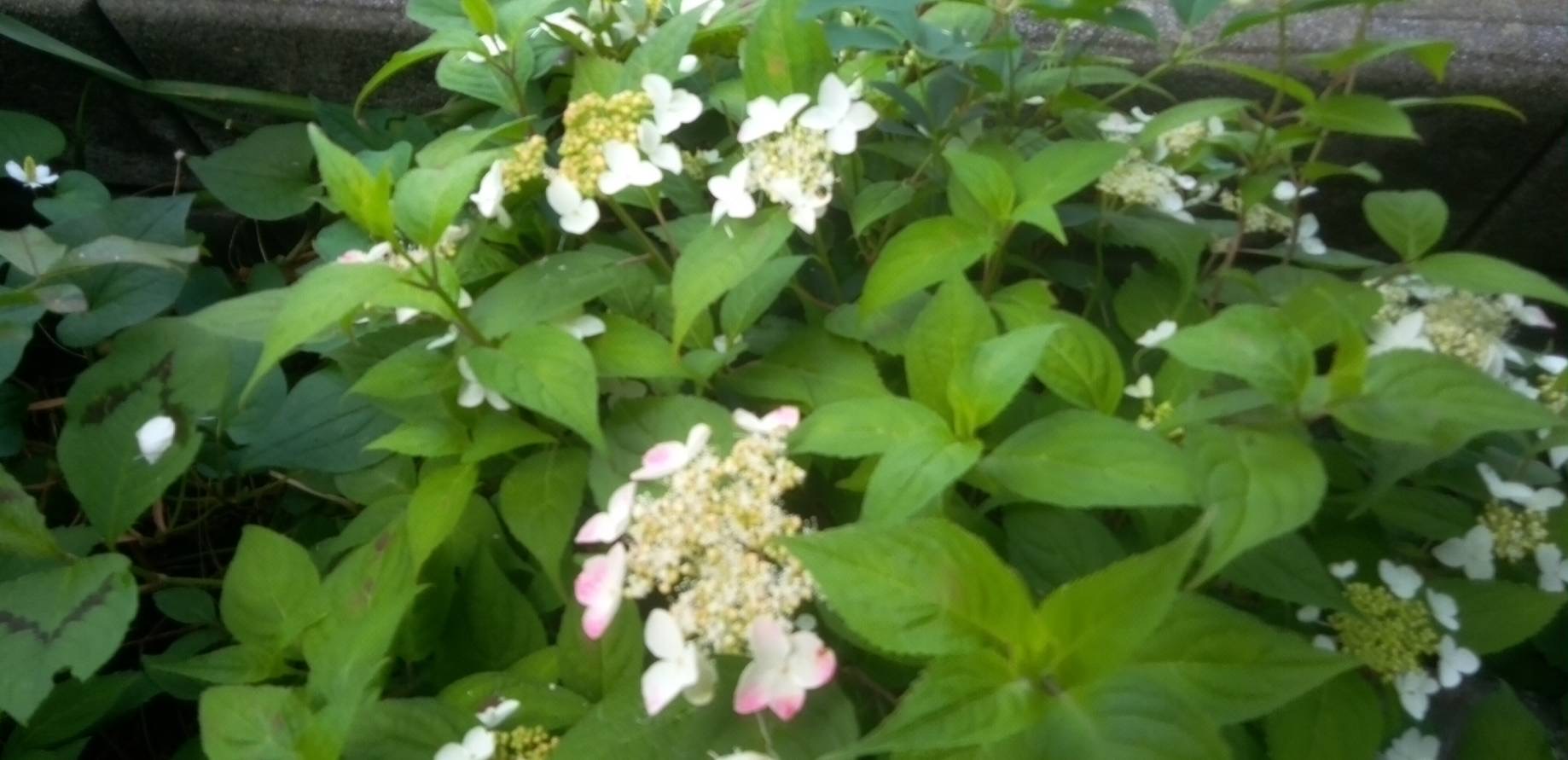 山紫陽花