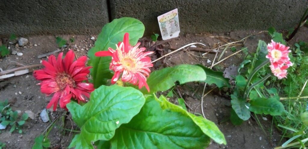 ガーベラの花