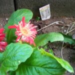 ガーベラの花