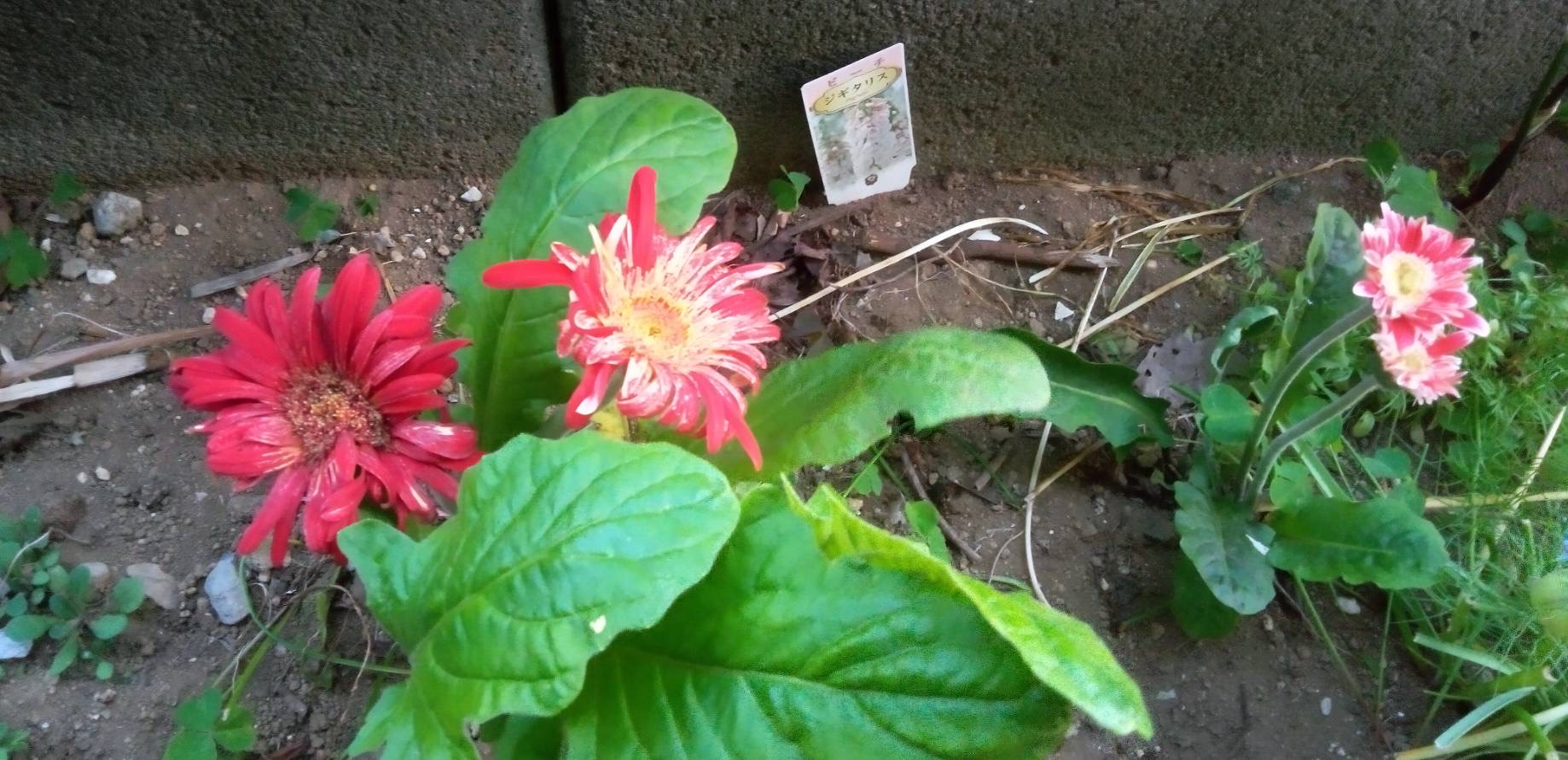 ガーベラの花