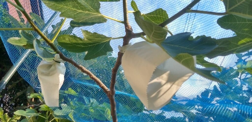 熟した無花果を食べられた