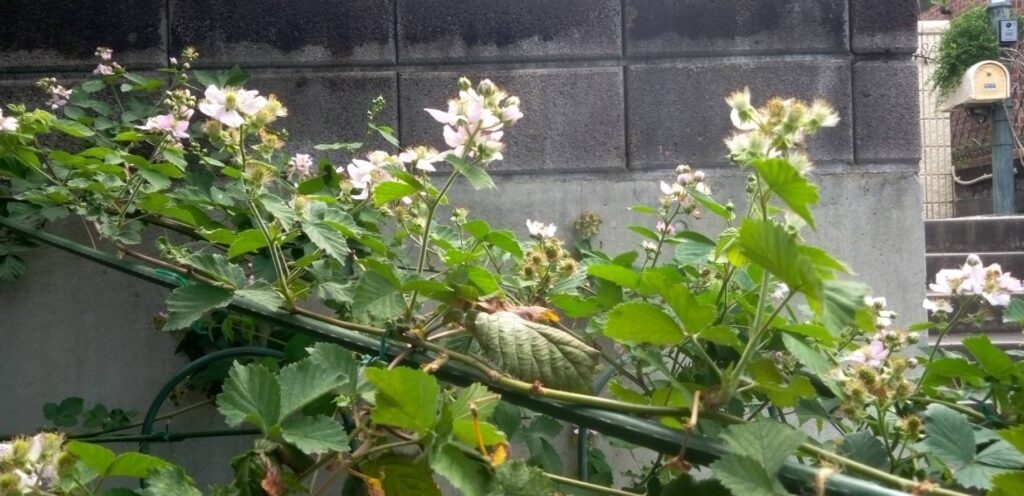 ブラックラズベリーの花