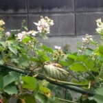 ブラックラズベリーの花