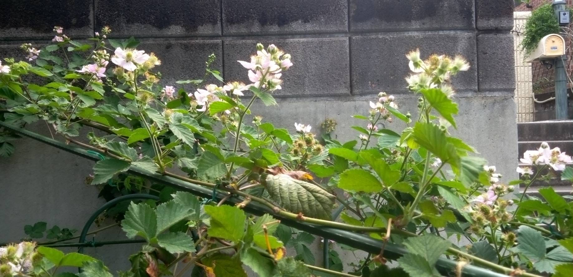 ブラックラズベリーの花