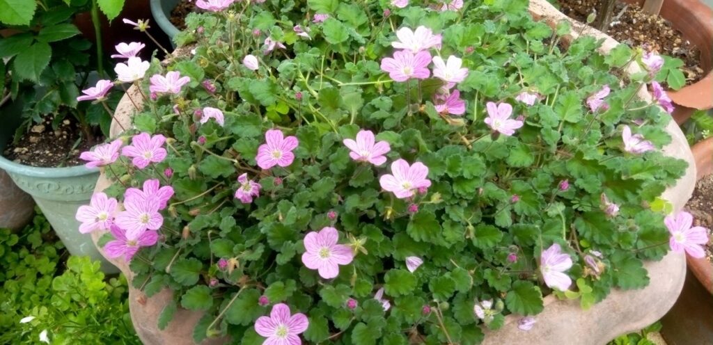 フウロソウの花