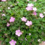 フウロソウの花