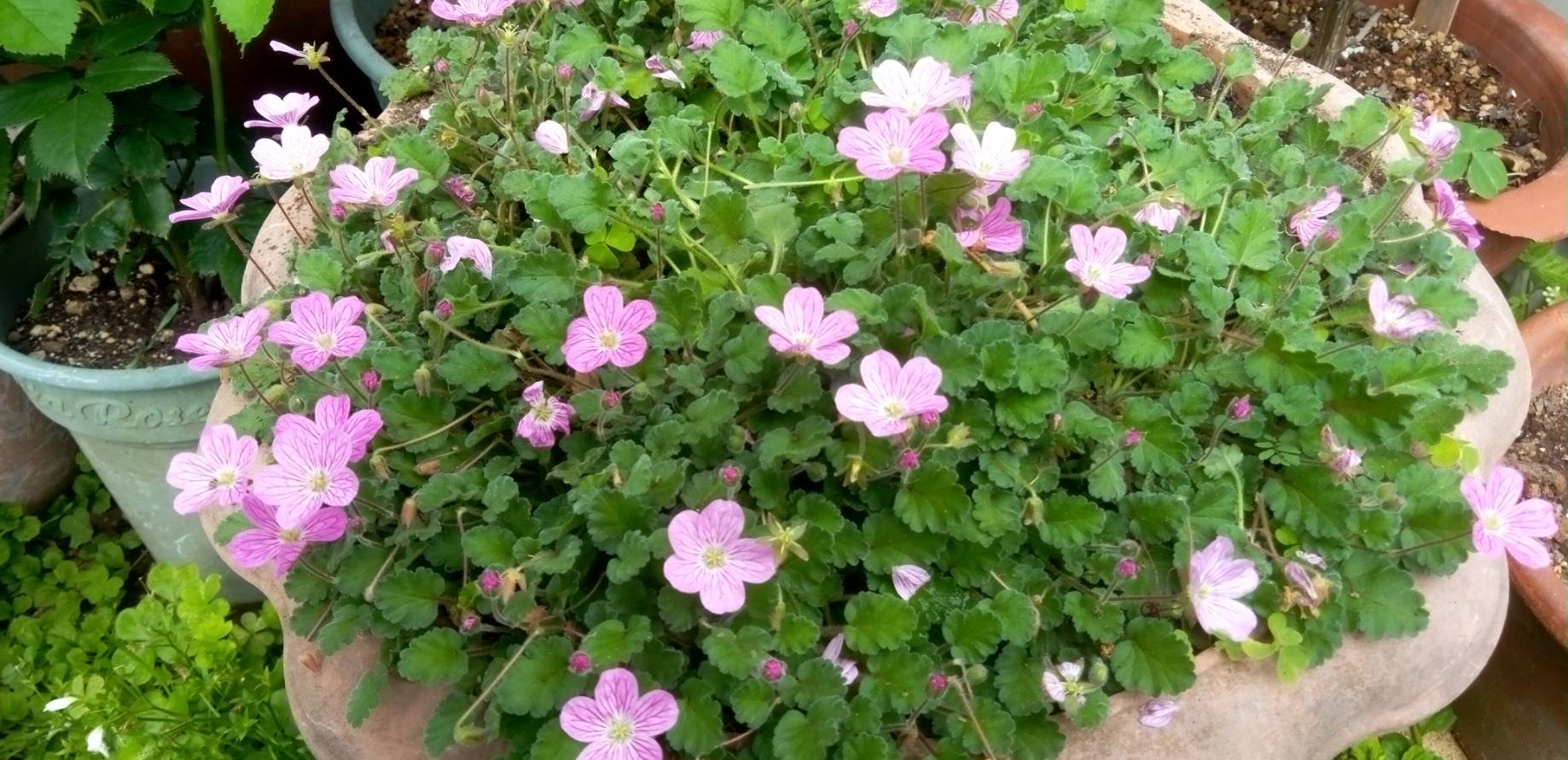 フウロソウの花