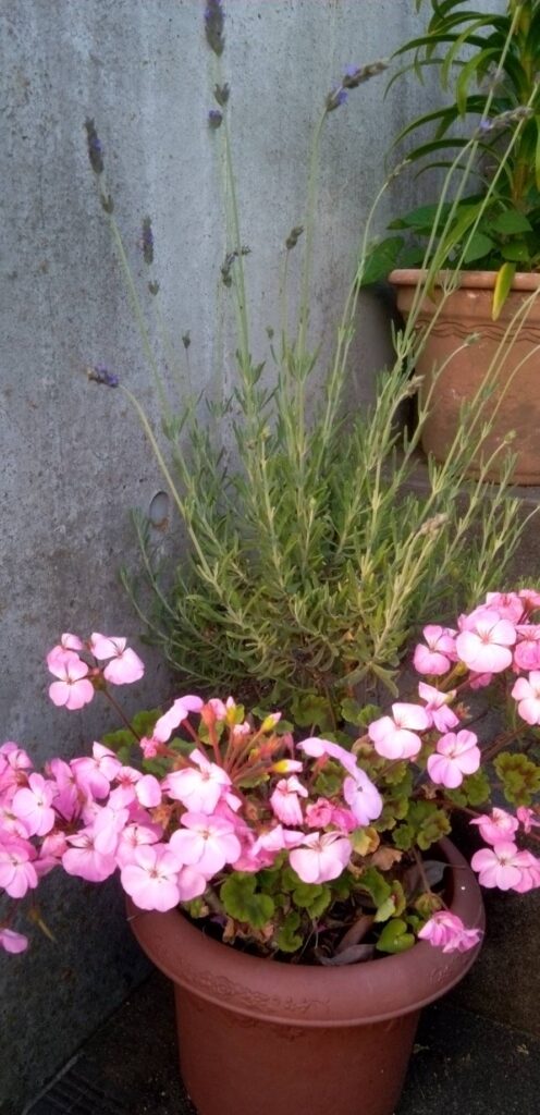 ラベンダー