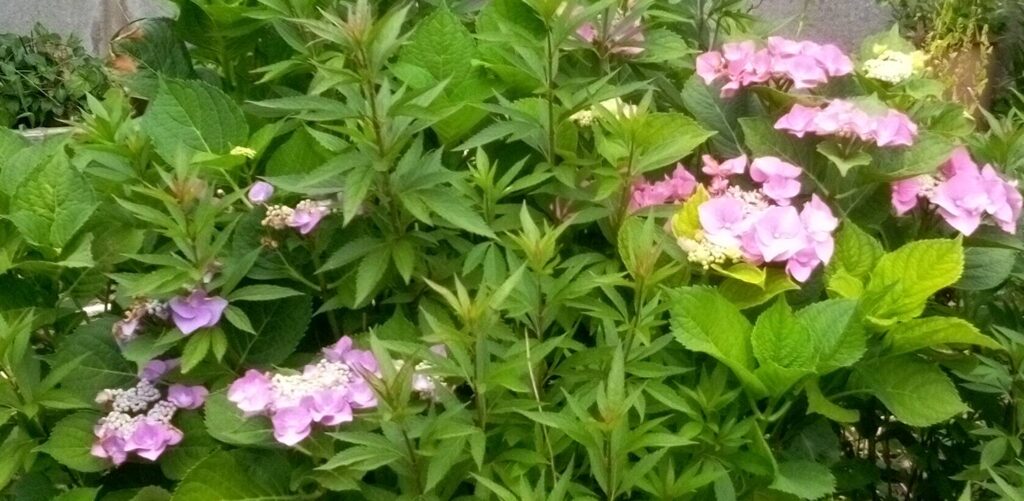 ピンクとブルーっぽい色の紫陽花