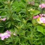 ピンクとブルーっぽい色の紫陽花