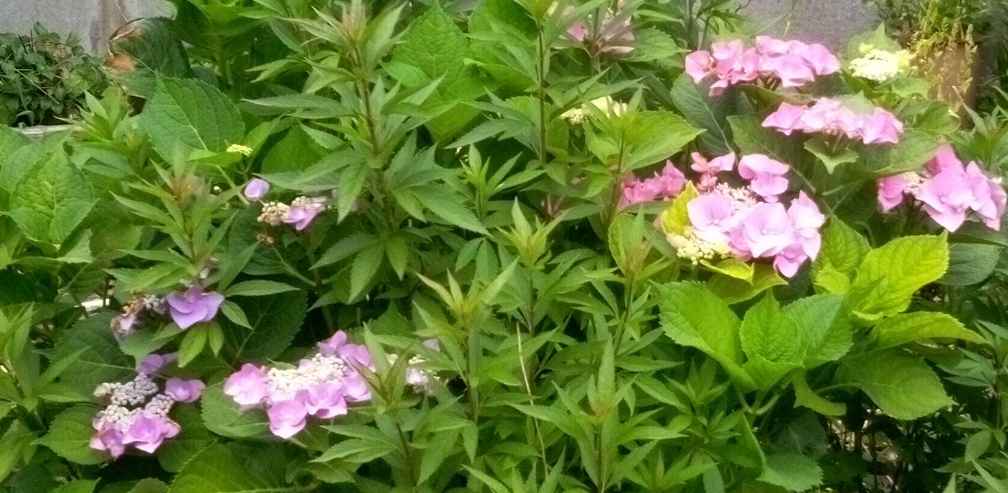 ピンクとブルーっぽい色の紫陽花