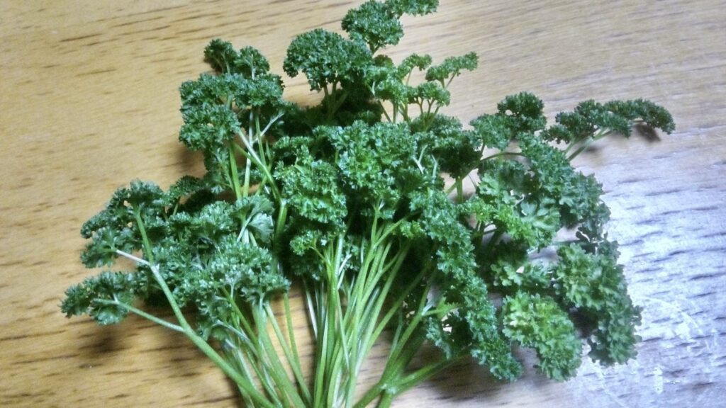 窓下に植え替えたパセリが元気