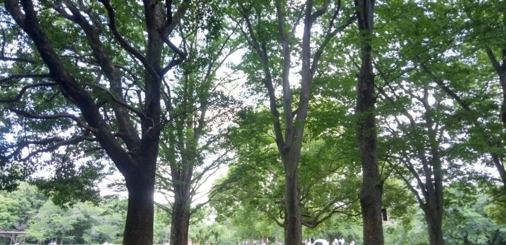 市民の森