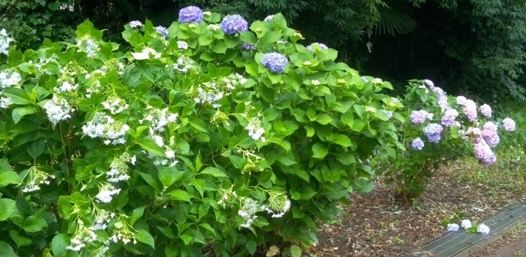 紫陽花の路