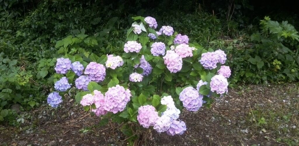 紫陽花の路