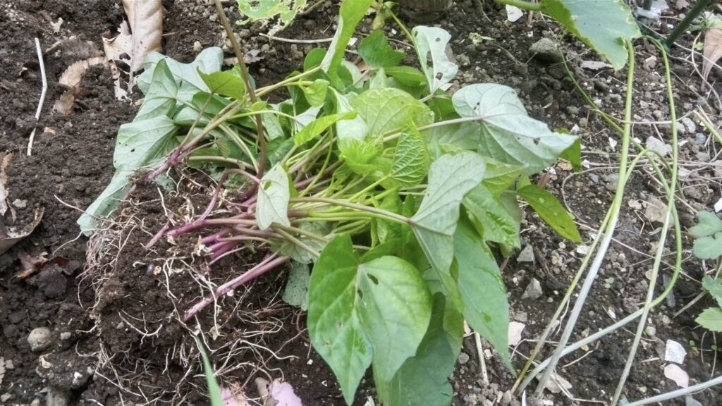 さつま芋の芽がでた