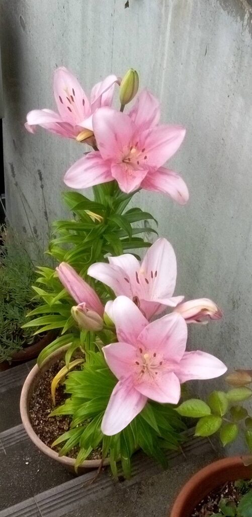 鉢植えの見事なスカシユリ
