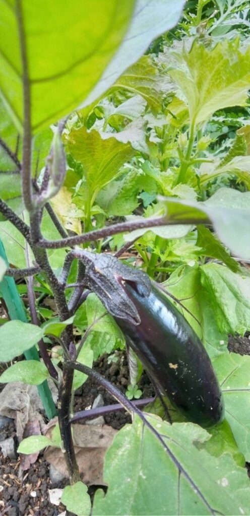ナスが一つ成りました