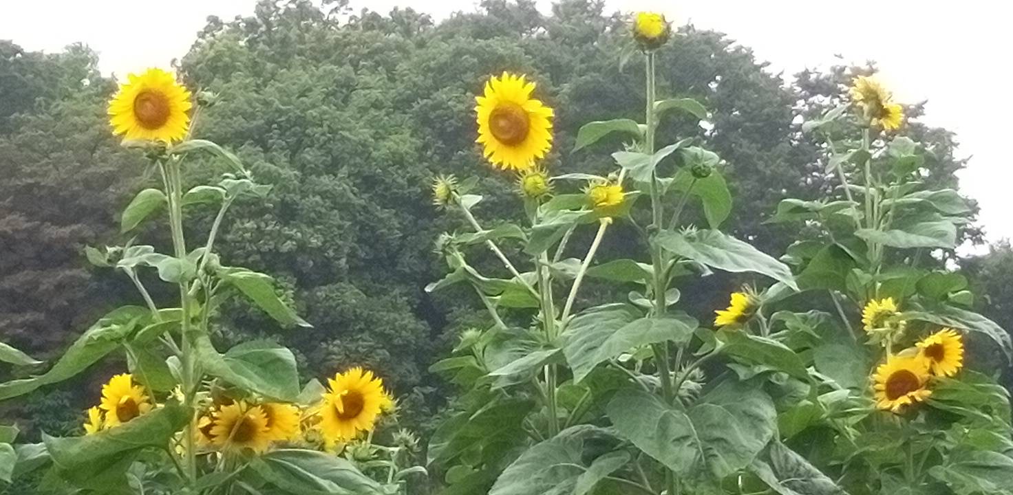 ひまわりが咲いてます