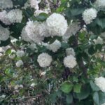 オオデマリの花が満開