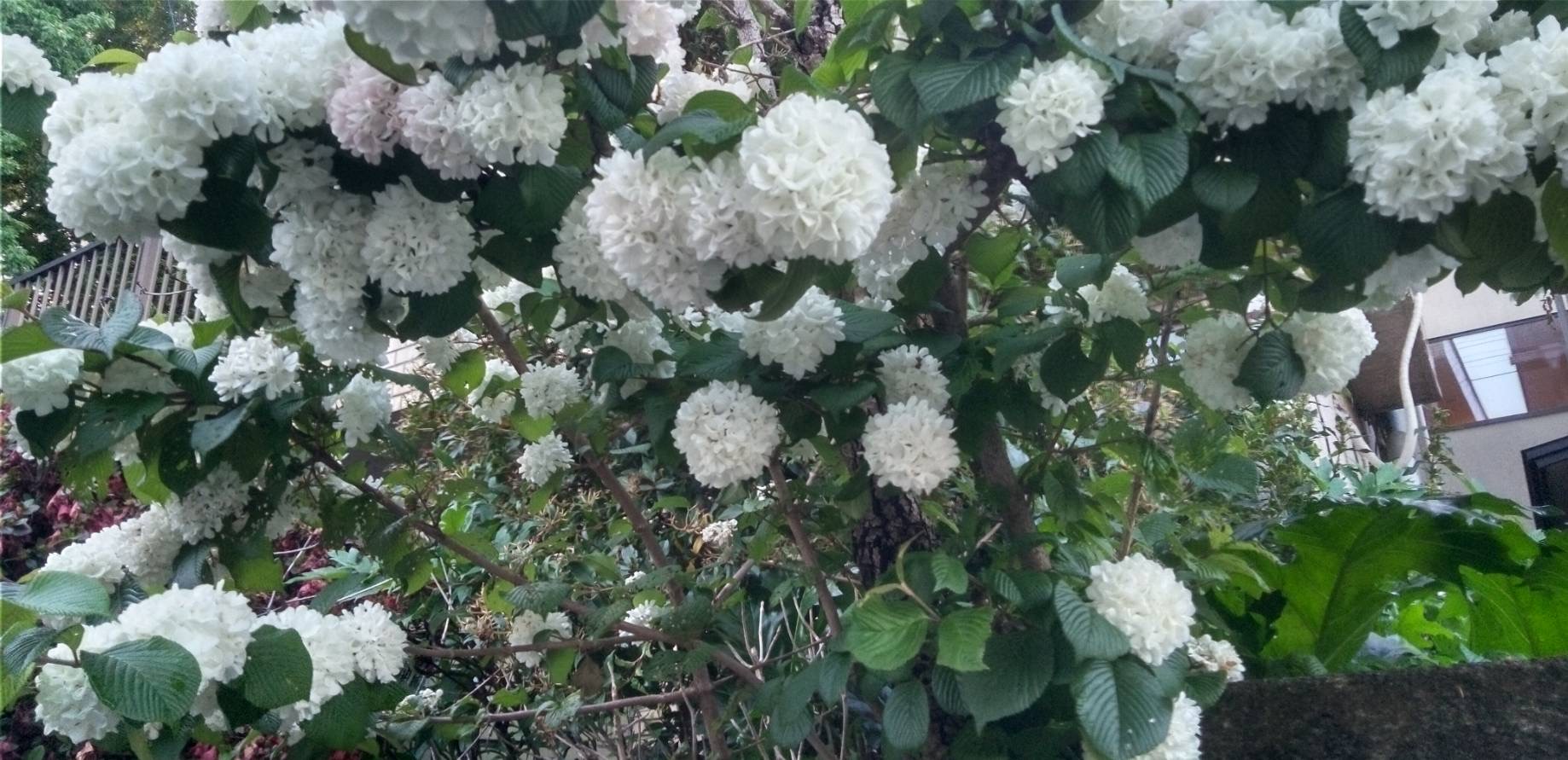 オオデマリの花が満開