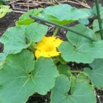 畑に植え替えたカボチャ