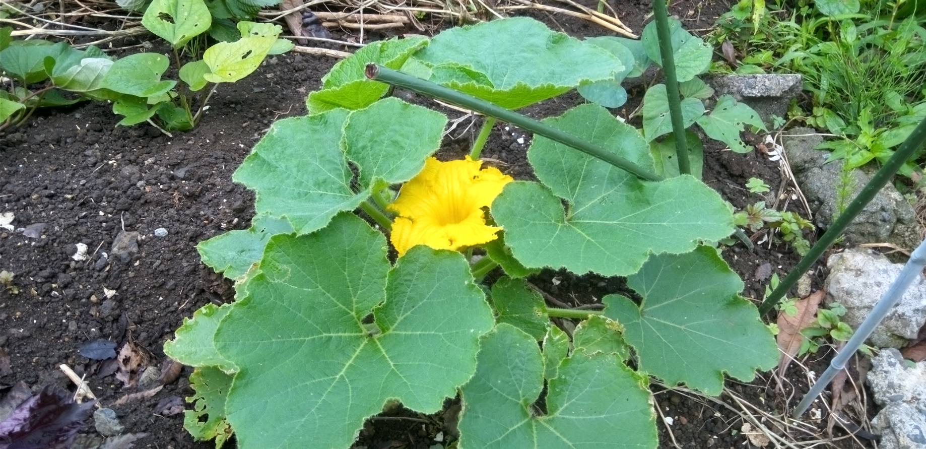 畑に植え替えたカボチャ