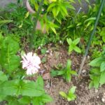 百日草が咲き始めた