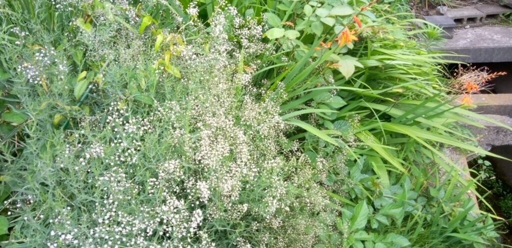 カスミソウは花が小さい