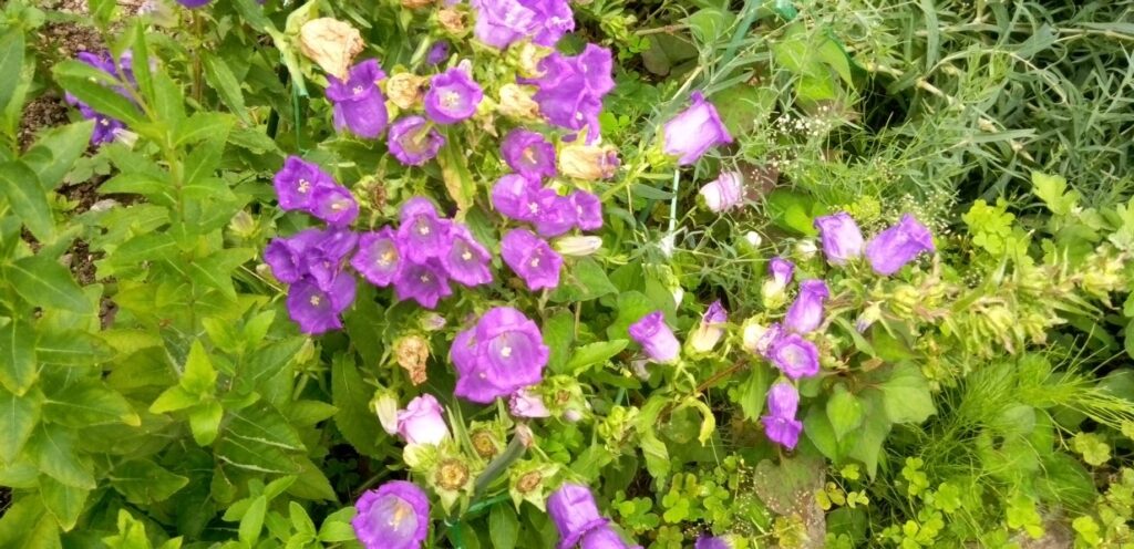 ふうりん草は脇芽からどんどん花が