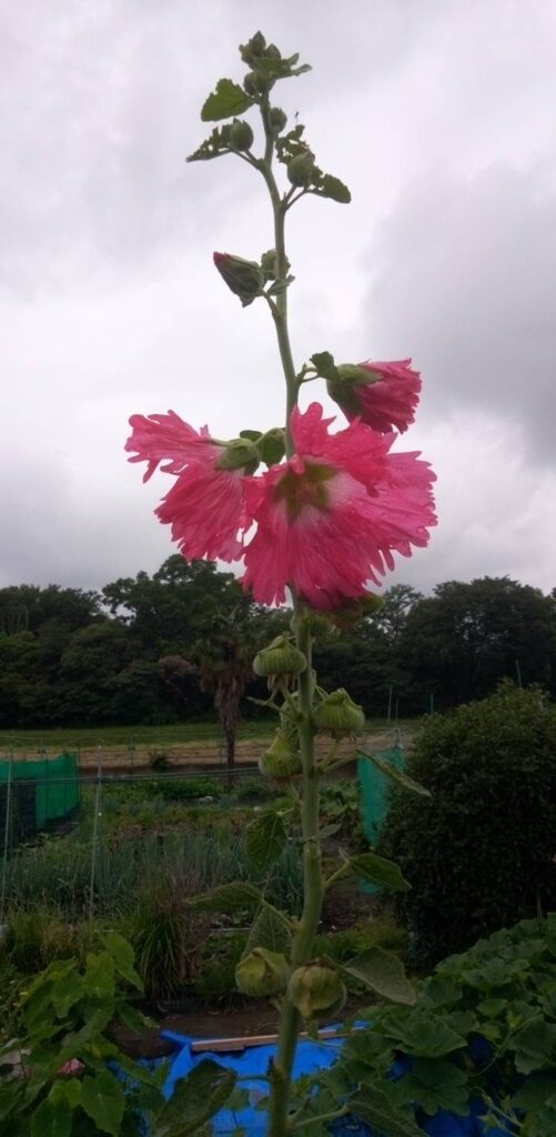 タチアオイの花