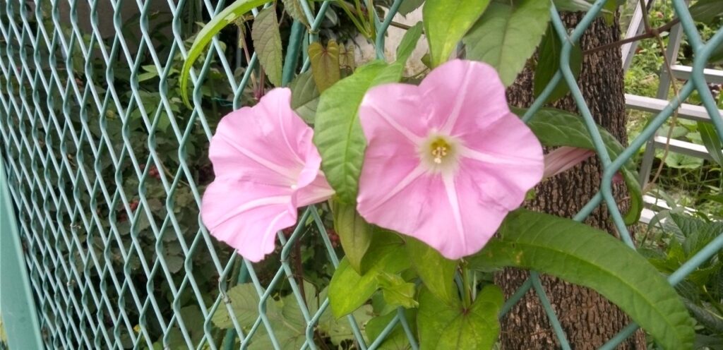 ひるがおの花が咲いて