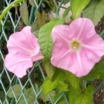 ひるがおの花が咲いて