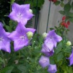 桔梗の花が咲いてます