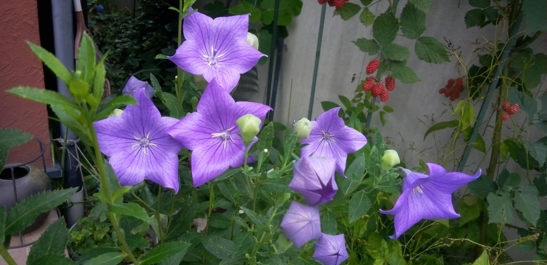 桔梗の花が咲いてます