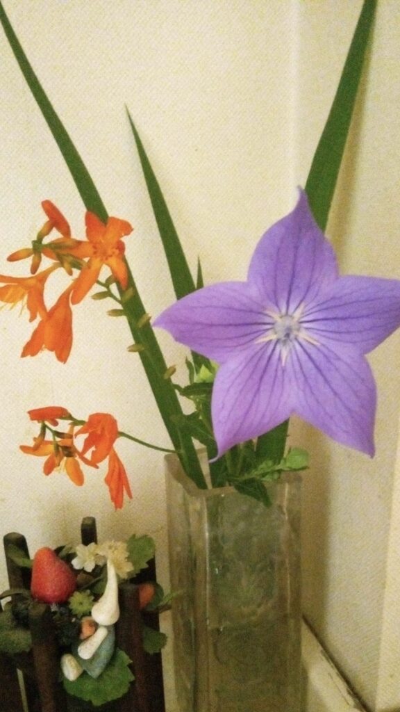 桔梗の花が咲いてます