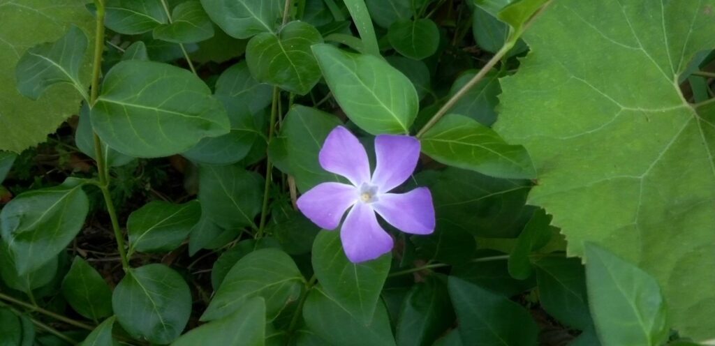 ツルニチニチソウの花