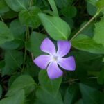 ツルニチニチソウの花