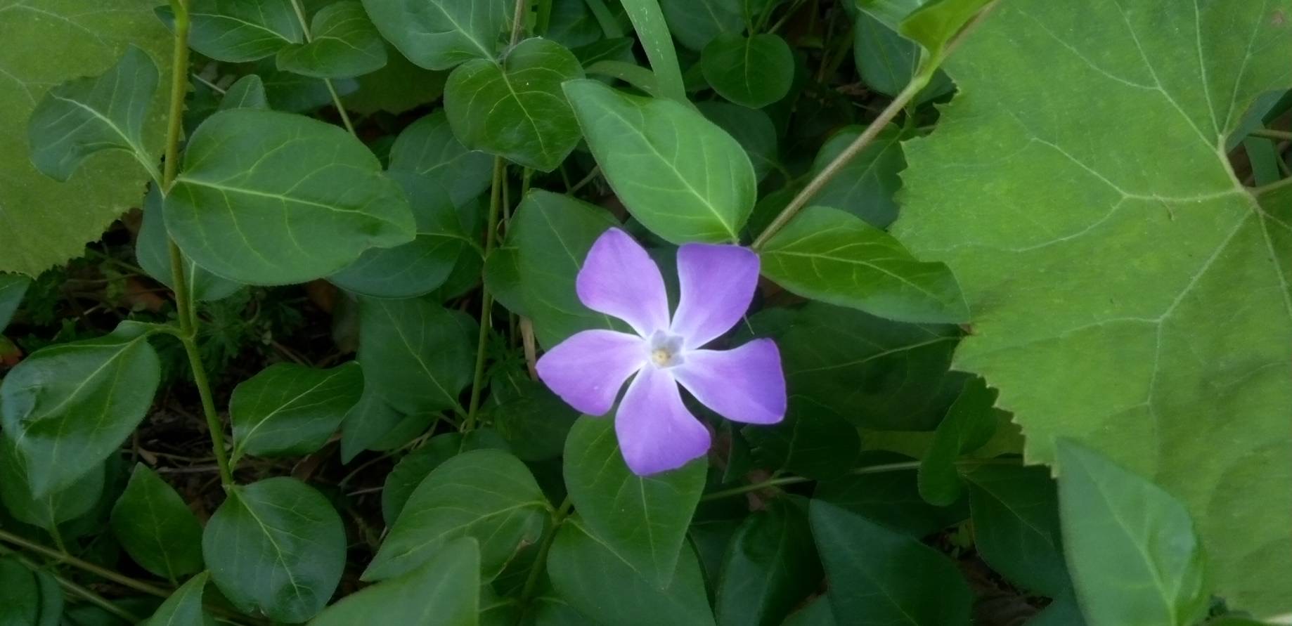ツルニチニチソウの花