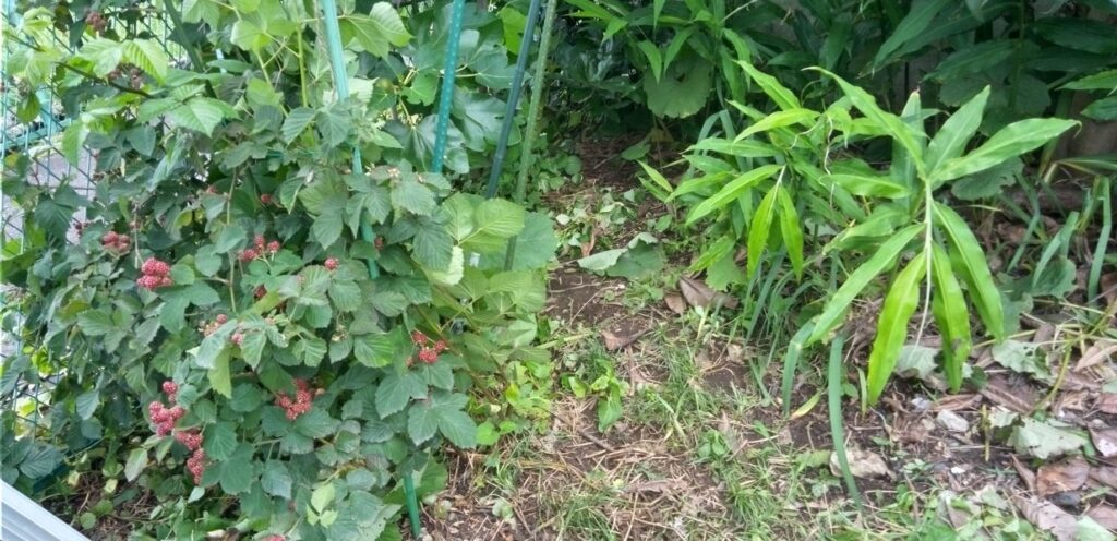 朝は畑の草取り