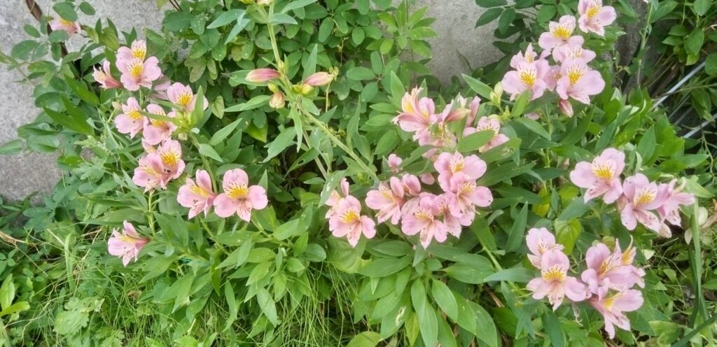 アストロメリアの花