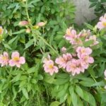 アストロメリアの花