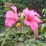 鮮やかなピンクのモミジアオイの花